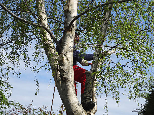 Trusted Medina, TX Tree Removal Services Experts